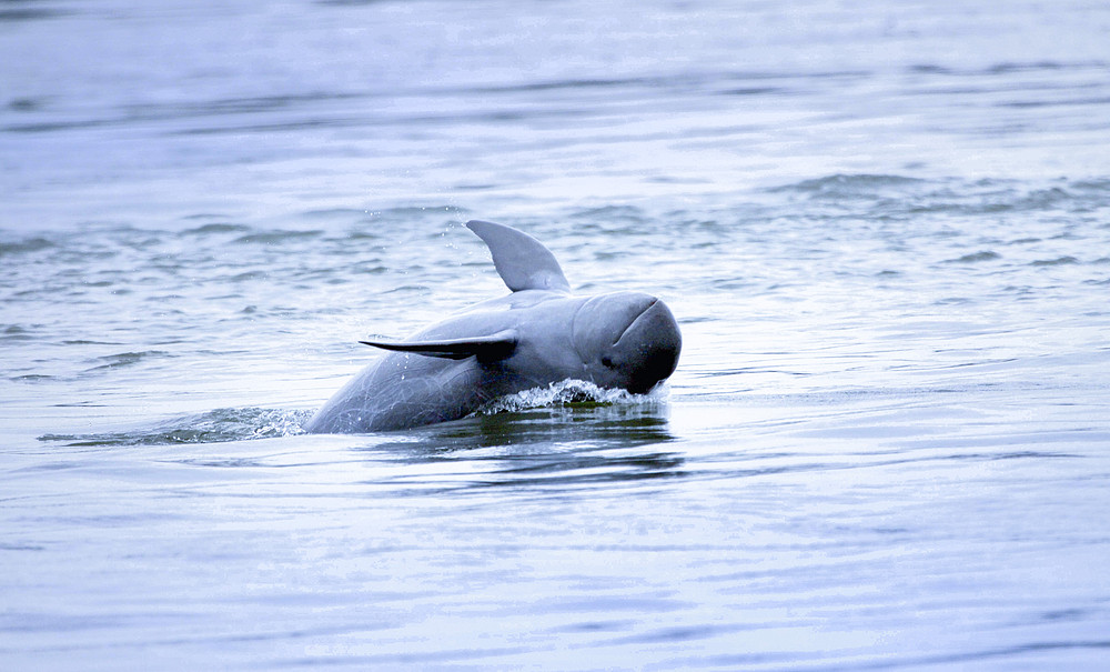 Irrawaddy Dolphins